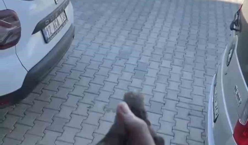 Apartman boşluğuna düşen sığırcık kurtarıldı
