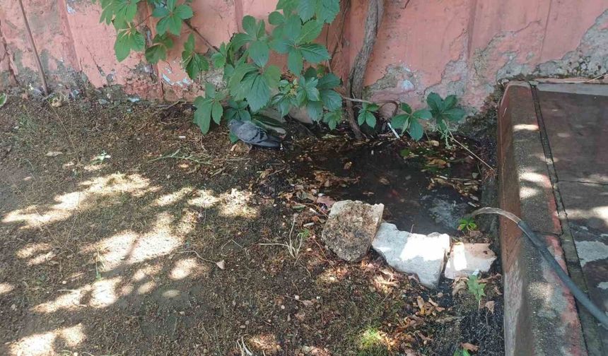 Bingöl'de sıcaktan bunalan güvercin su birikintisinde serinledi