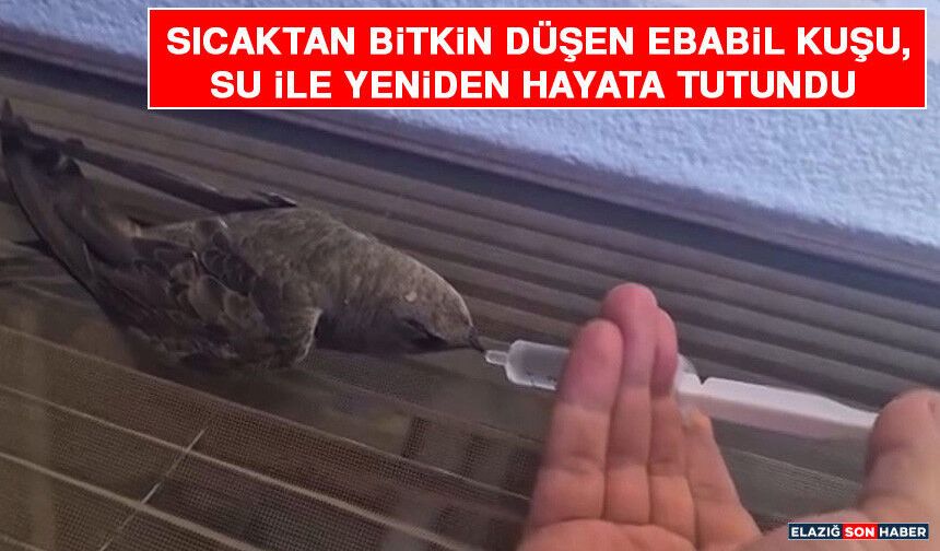 Sıcaktan Bitkin Düşen Ebabil Kuşu, Su İle Yeniden Hayata Tutundu