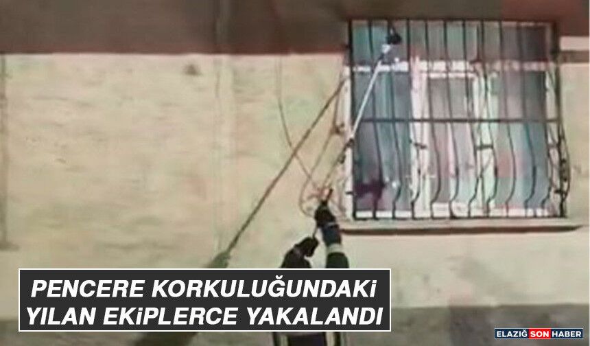 Pencere Korkuluğundaki Yılan Ekiplerce Yakalandı