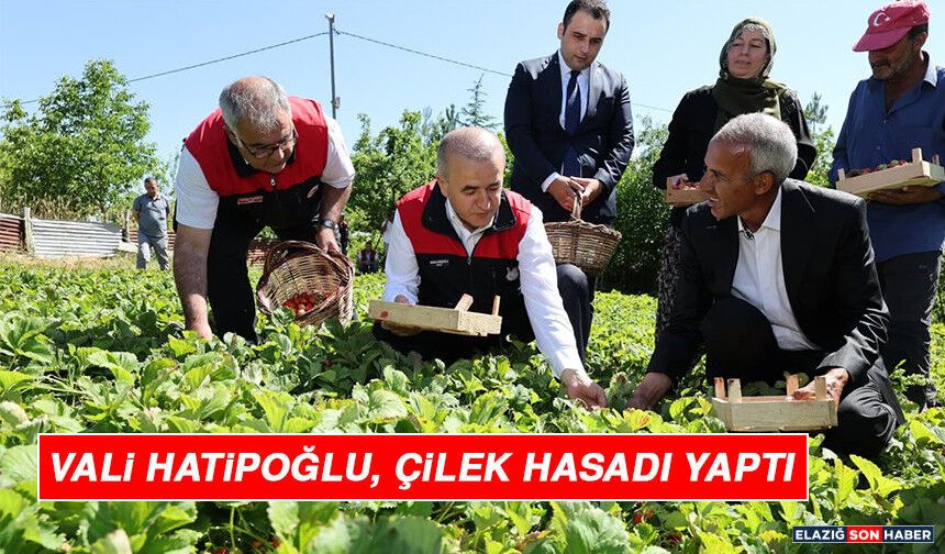 Vali Hatipoğlu, Çilek Hasadı Yaptı
