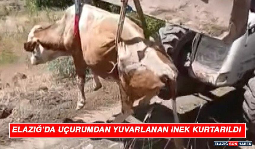 Elazığ’da Uçurumdan Yuvarlanan İnek Kurtarıldı