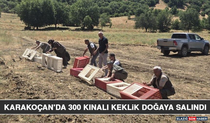 Karakoçan'da 300 Kınalı Keklik Doğaya Salındı
