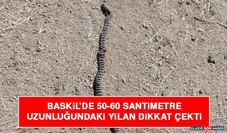 Baskil'de 50-60 Santimetre Uzunluğundaki Yılan Dikkat Çekti