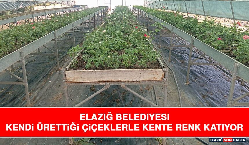 Elazığ Belediyesi Kendi Ürettiği Çiçeklerle Kente Renk Katıyor
