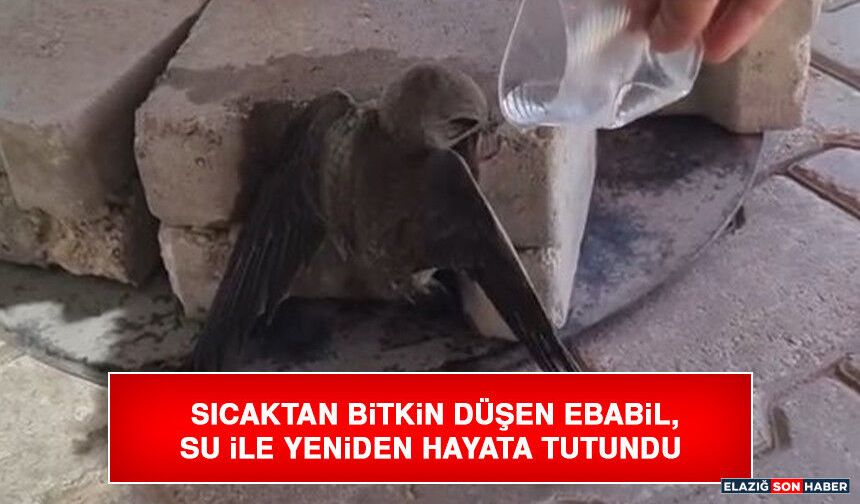 Sıcaktan Bitkin Düşen Ebabil, Su İle Yeniden Hayata Tutundu