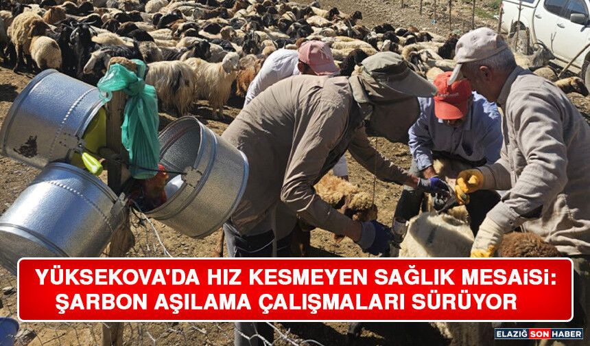 Yüksekova'da Hız Kesmeyen Sağlık Mesaisi: Şarbon Aşılama Çalışmaları Sürüyor