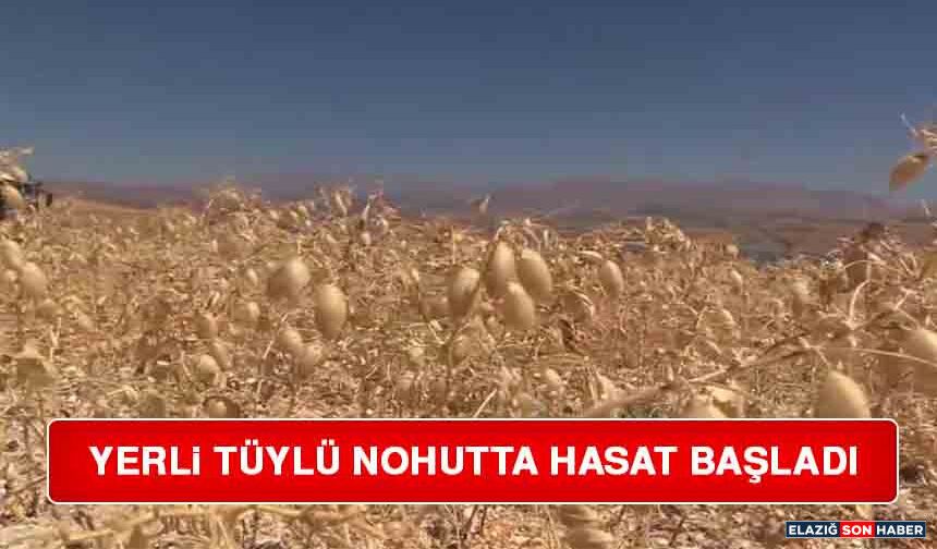 Yerli Tüylü Nohutta Hasat Başladı