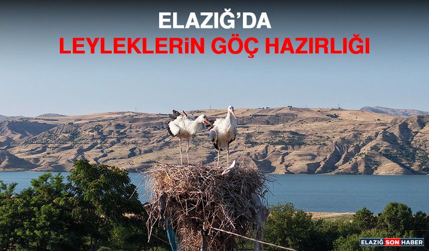 Elazığ’da Leyleklerin Göç Hazırlığı