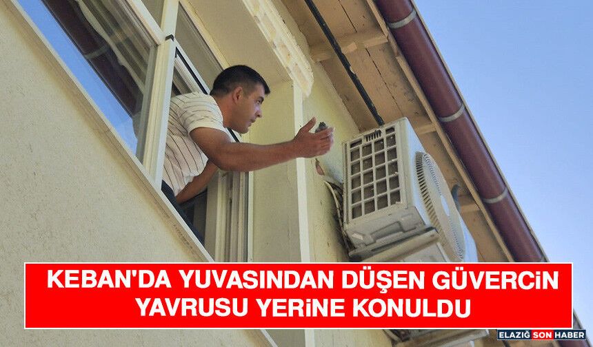 Keban'da Yuvasından Düşen Güvercin Yavrusu Yerine Konuldu