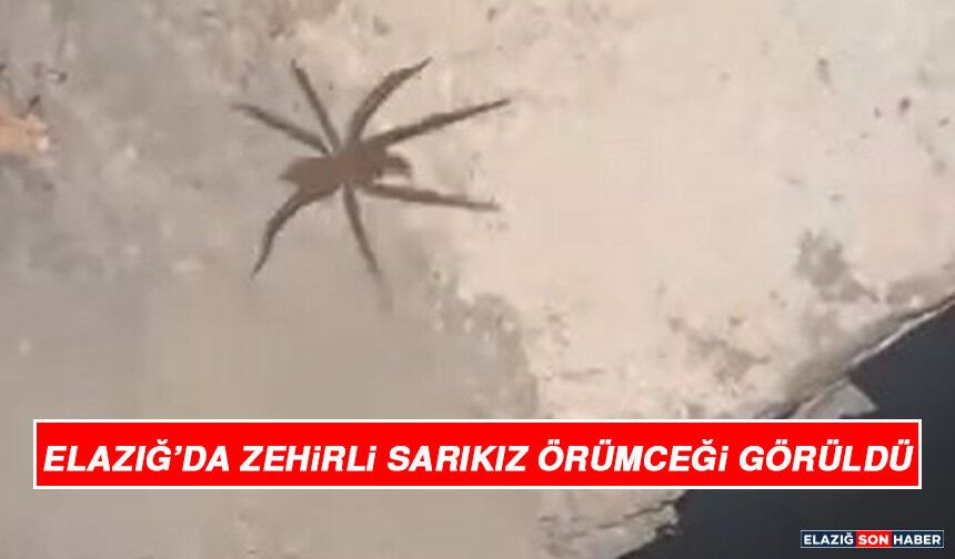 Elazığ’da Zehirli Sarıkız Örümceği Görüldü