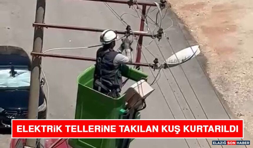 Elektrik Tellerine Takılan Kuş Kurtarıldı