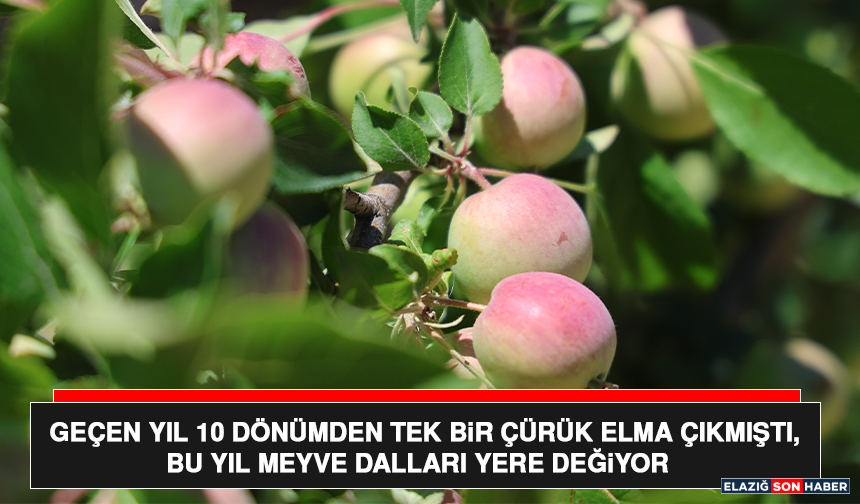Geçen Yıl 10 Dönümden Tek Bir Çürük Elma Çıkmıştı, Bu Yıl Meyve Dalları Yere Değiyor