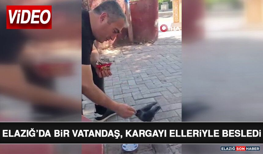 Elazığ’da Bir Vatandaş, Kargayı Elleriyle Besledi