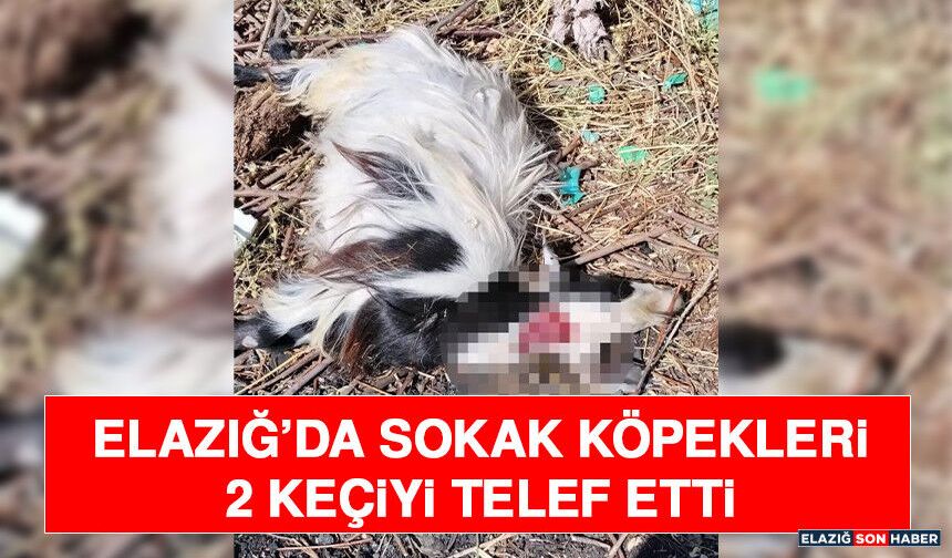 Elazığ’da Sokak Köpekleri 2 Keçiyi Telef Etti