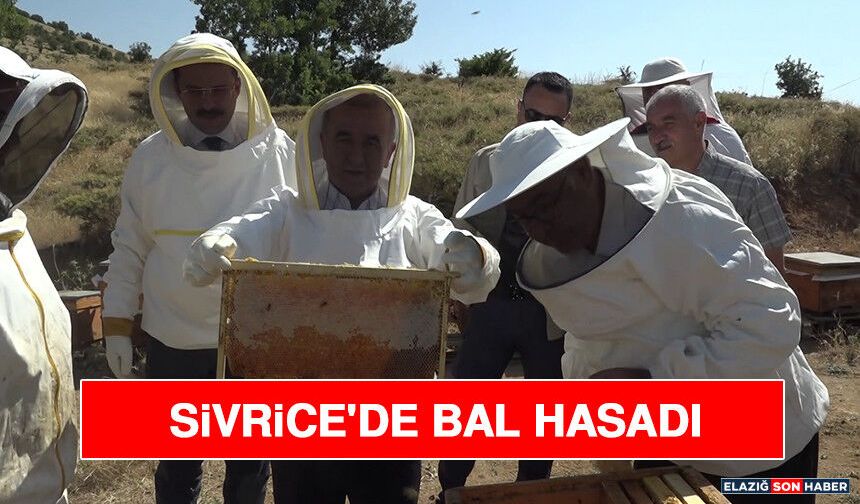 Sivrice'de Bal Hasadı