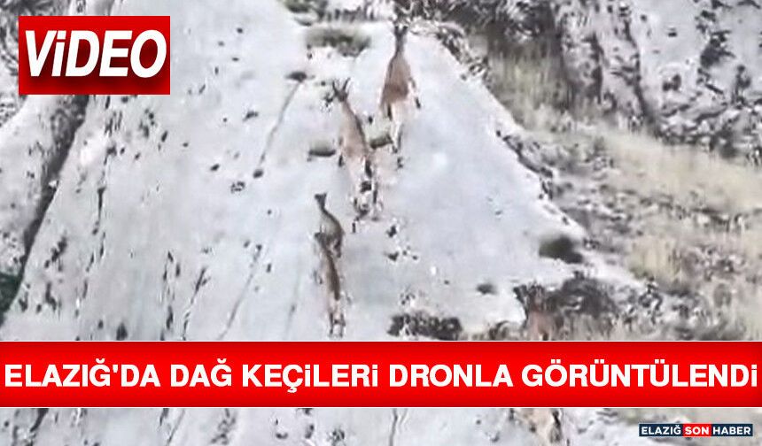 Elazığ'da Dağ Keçileri Dronla Görüntülendi