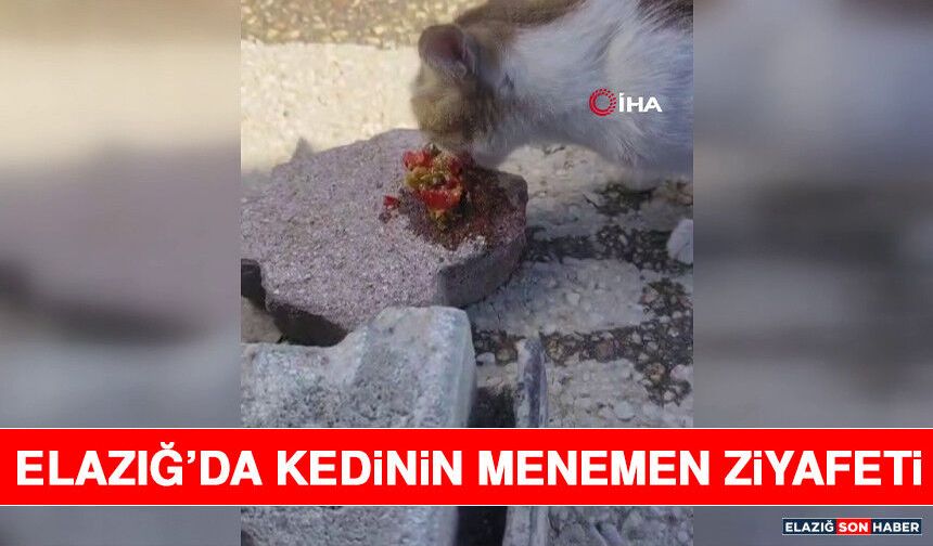 Elazığ’da Kedinin Menemen Ziyafeti