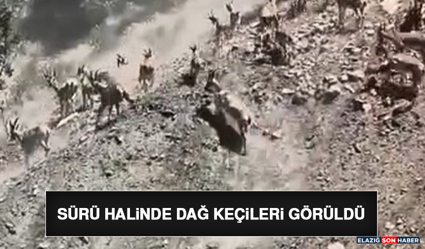 Sürü Halinde Dağ Keçileri Görüldü