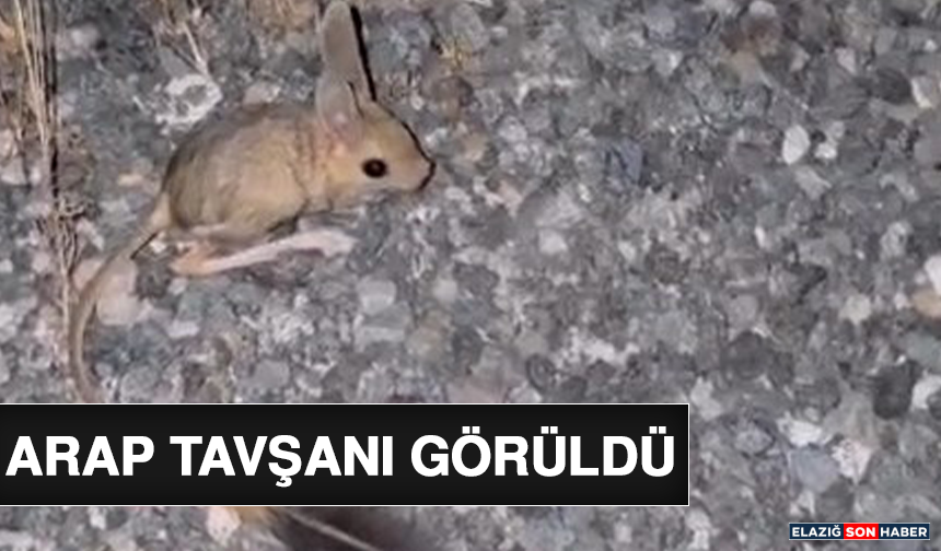 Arap Tavşanı Görüldü