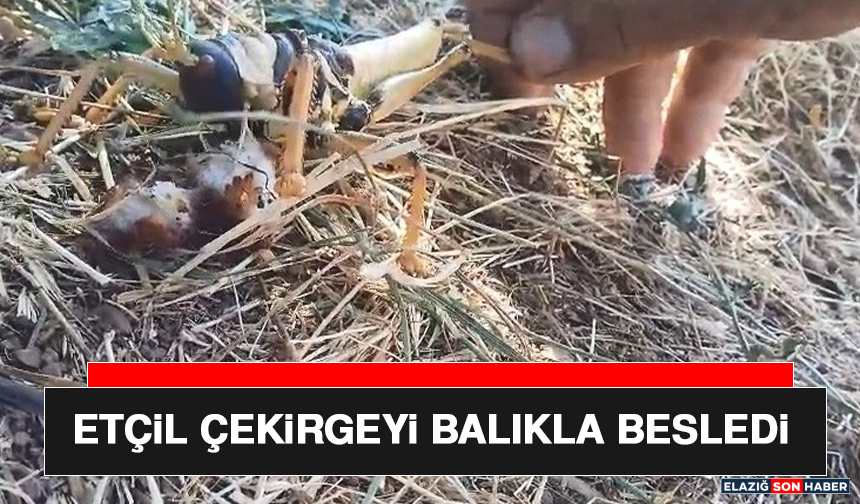 Etçil Çekirgeyi Balıkla Besledi