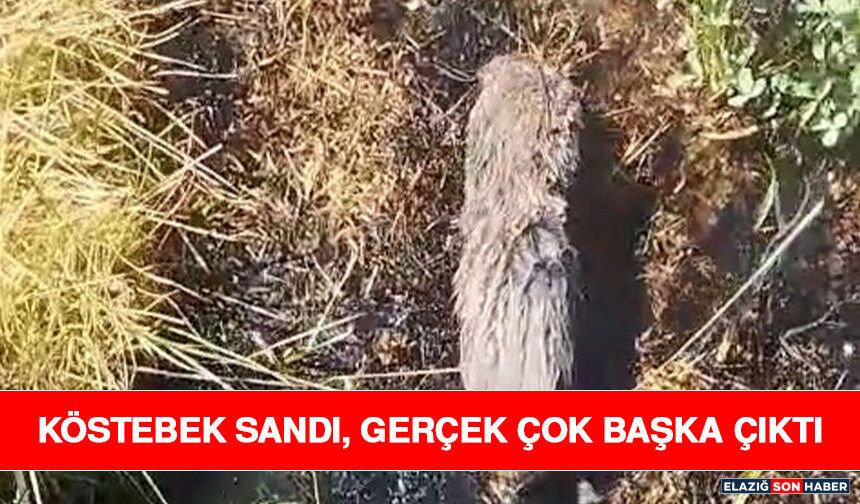 Köstebek Sandı, Gerçek Çok Başka Çıktı
