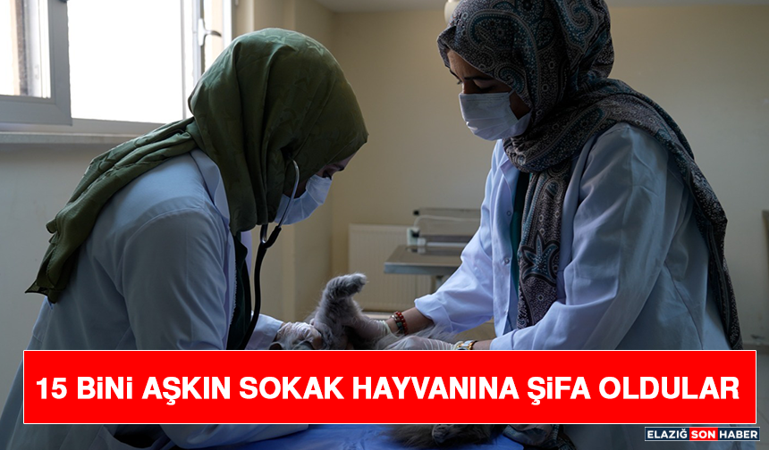 15 Bini Aşkın Sokak Hayvanına Şifa Oldular