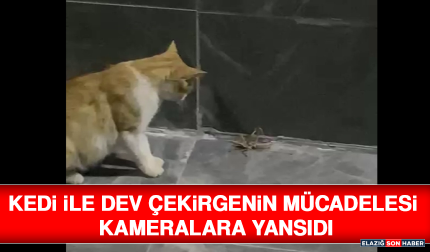 Kedi İle Dev Çekirgenin Mücadelesi Kameralara Yansıdı