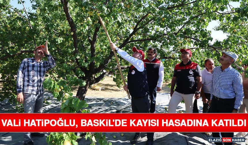 Vali Hatipoğlu, Baskil'de Kayısı Hasadına Katıldı