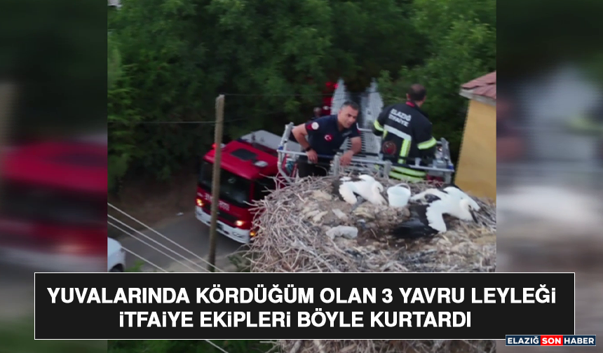 Yuvalarında Kördüğüm Olan 3 Yavru Leyleği İtfaiye Ekipleri Böyle Kurtardı