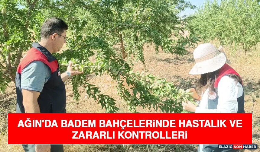 Ağın'da Badem Bahçelerinde Hastalık Ve Zararlı Kontrolleri