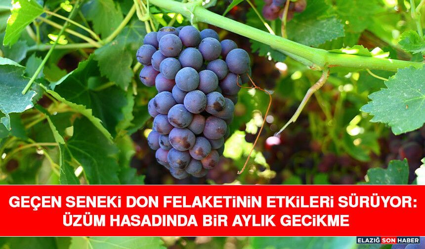 Geçen Seneki Don Felaketinin Etkileri Sürüyor: Üzüm Hasadında Bir Aylık Gecikme