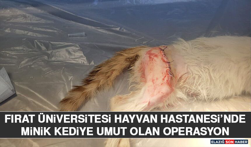 Fırat Üniversitesi Hayvan Hastanesi’nde Minik Kediye Umut Olan Operasyon