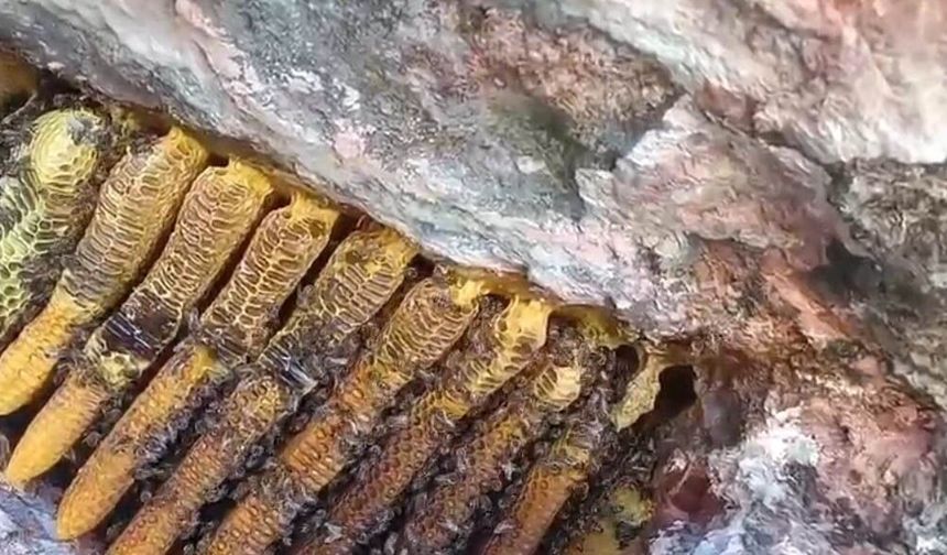 Bingöl'de kayalıklar arasında kilolarca bal çıkartıldı