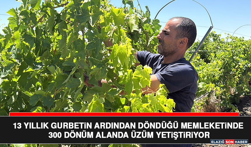 13 Yıllık Gurbetin Ardından Döndüğü Memleketinde 300 Dönüm Alanda Üzüm Yetiştiriyor