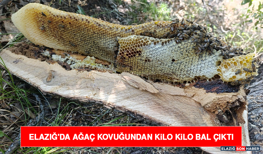 Elazığ'da Ağaç Kovuğundan Kilo Kilo Bal Çıktı