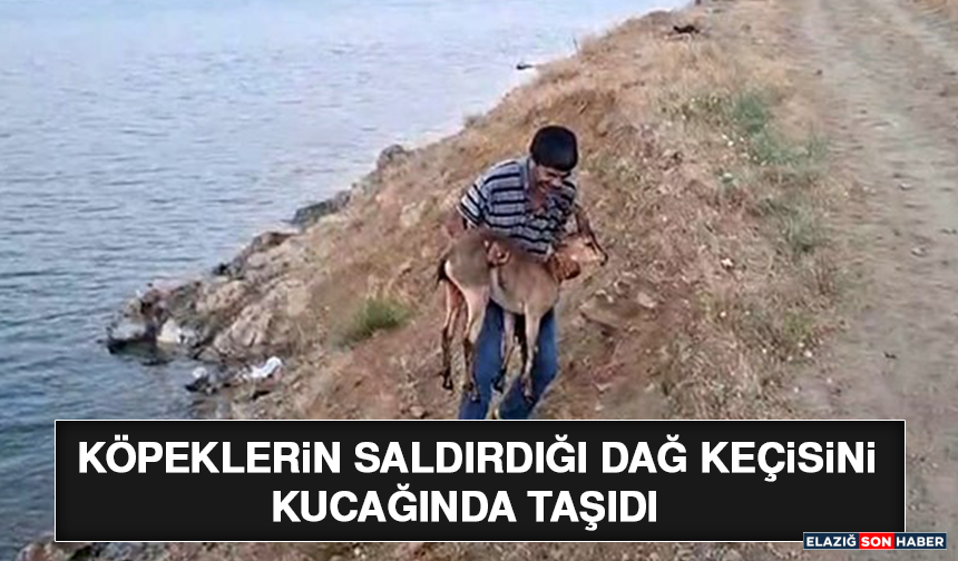 Köpeklerin Saldırdığı Dağ Keçisini Kucağında Taşıdı