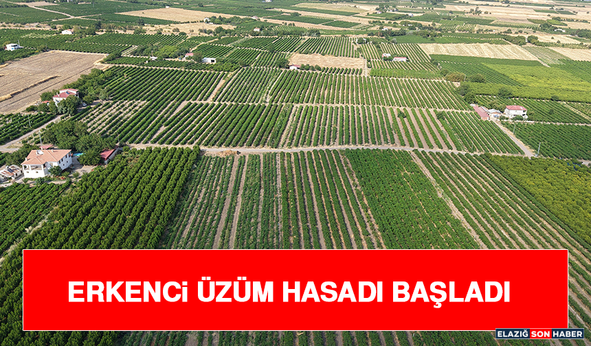 Erkenci Üzüm Hasadı Başladı