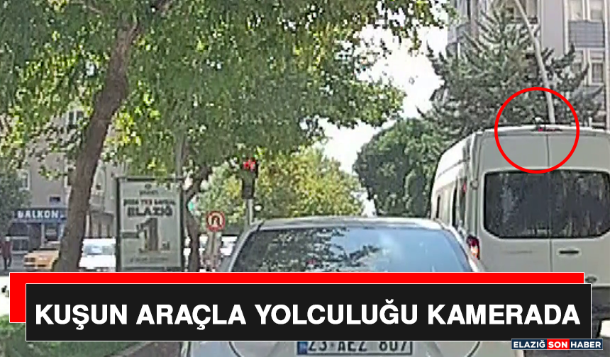 Kuşun Araçla Yolculuğu Kamerada