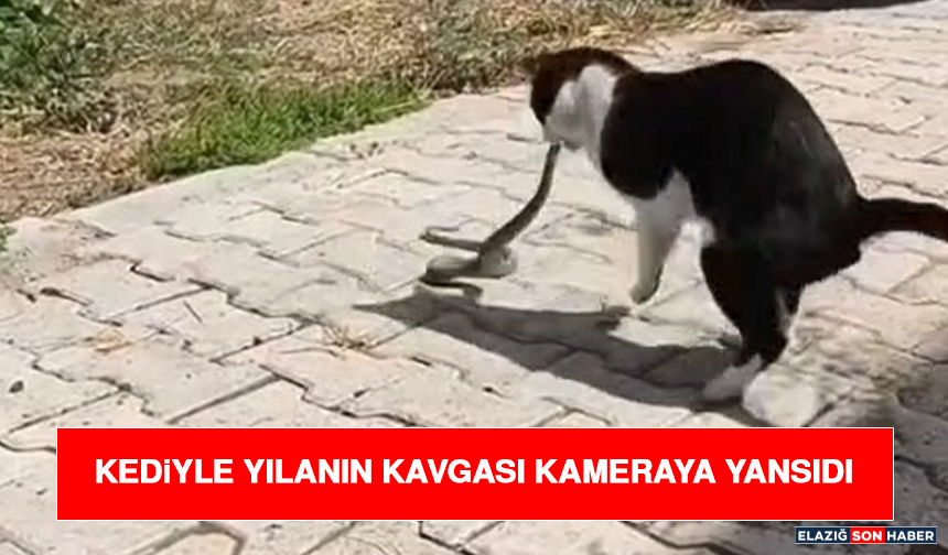 Kediyle Yılanın Kavgası Kameraya Yansıdı