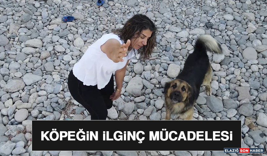 Köpeğin İlginç Mücadelesi