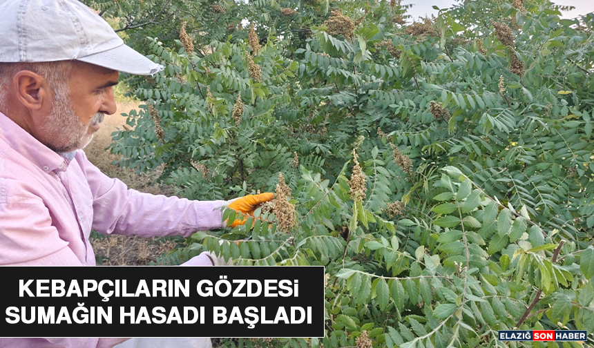 Kebapçıların Gözdesi Sumağın Hasadı Başladı