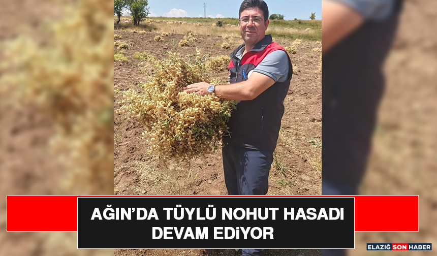 Ağın’da Tüylü Nohut Hasadı Devam Ediyor