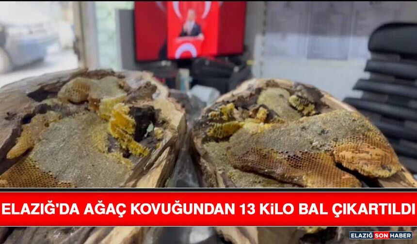 Elazığ'da Ağaç Kovuğundan 13 Kilo Bal Çıkartıldı