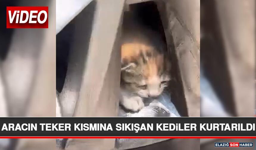 Aracın Teker Kısmına Sıkışan Kediler Kurtarıldı