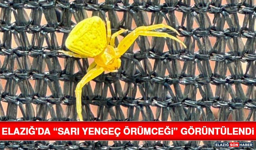Elazığ'da “Sarı Yengeç Örümceği” Görüntülendi