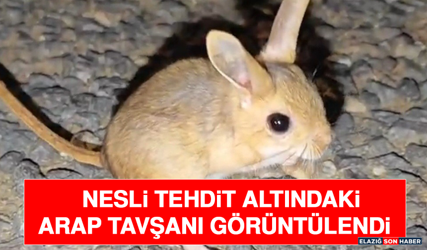 Nesli Tehdit Altındaki Arap Tavşanı Görüntülendi