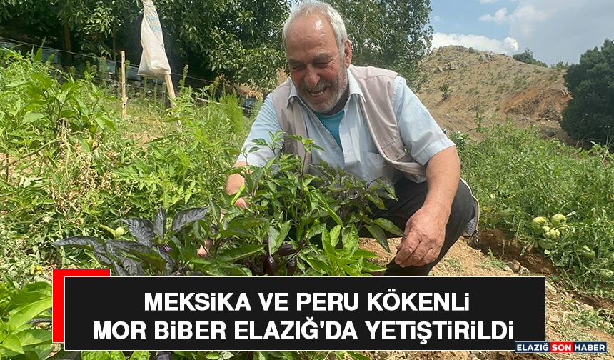 Meksika ve Peru Kökenli Mor Biber Elazığ'da Yetiştirildi