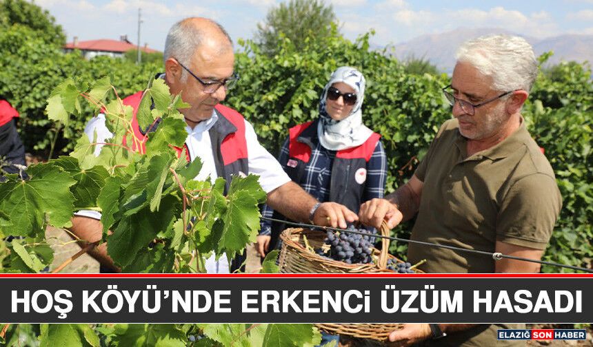 Hoş Köyü’nde Erkenci Üzüm Hasadı