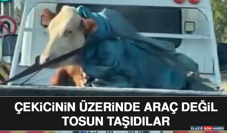 Çekicinin Üzerinde Araç Değil Tosun Taşıdılar